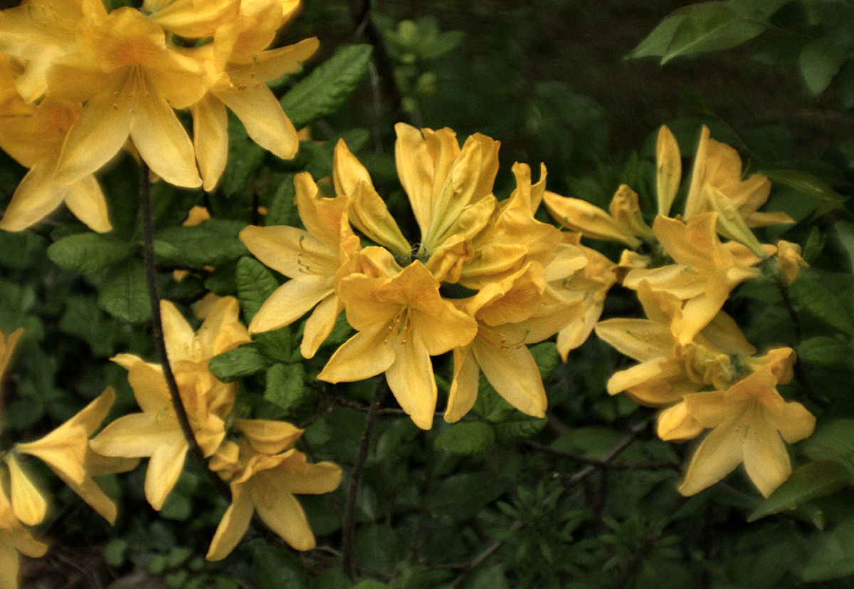 polline di non so cosa - Rhododendron sp.